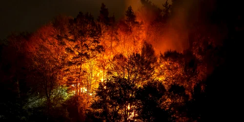 Incendiu de proporții pe Valea Oltului în comuna Racovița Vâlcea Foto Daniel Mîrlea