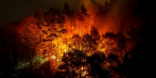 Incendiu de proporții pe Valea Oltului în comuna Racovița Vâlcea Foto Daniel Mîrlea