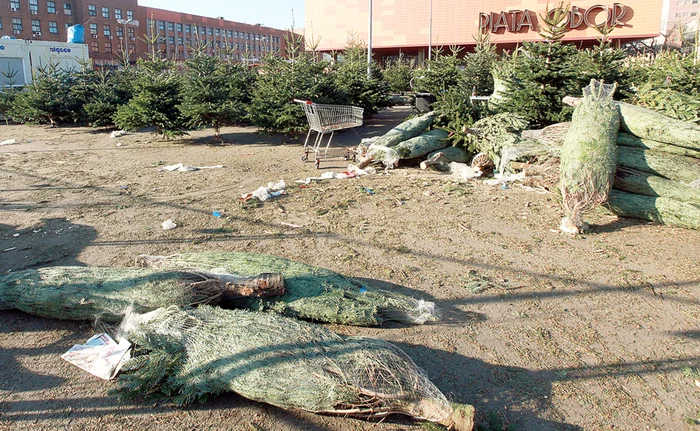 În curtea din Complexul Băneasa ţarcurile cu brazi sunt plineFoto: Roberto Sălceanu