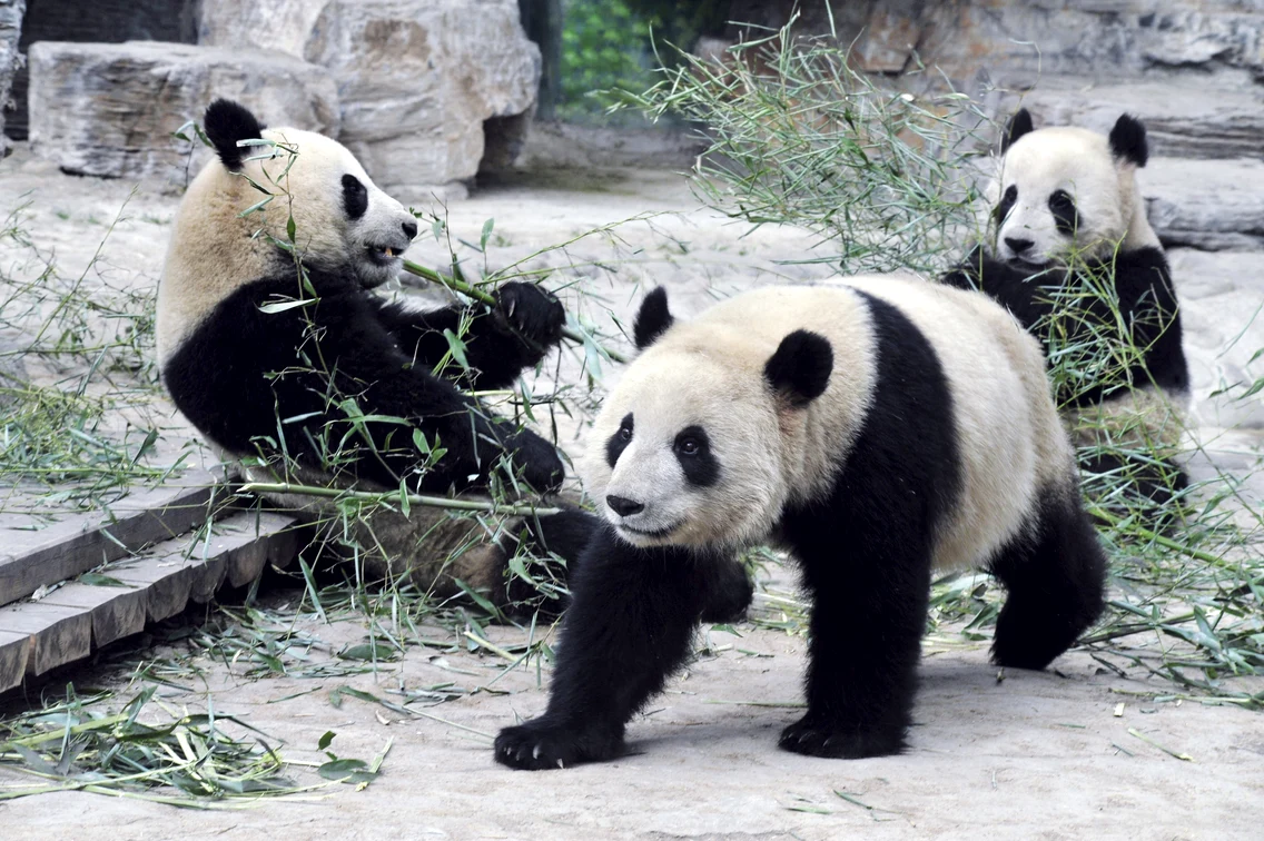 2 beijing zoo 71208400 jpg jpeg