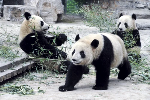 2 beijing zoo 71208400 jpg jpeg