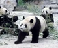 2 beijing zoo 71208400 jpg jpeg