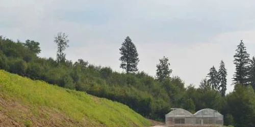 Jumătare dintre arbori provin din pepiniera Regiei Pădurilor Kronstadt. FOTOAndrei Paul