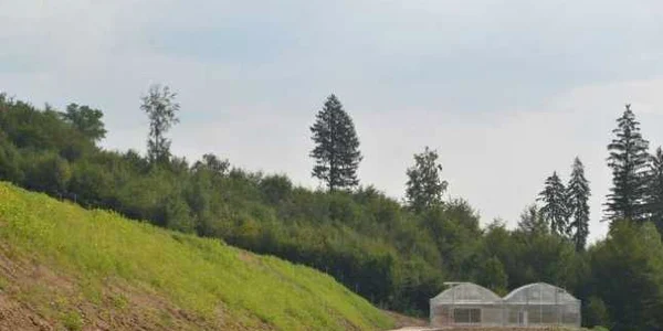 Jumătare dintre arbori provin din pepiniera Regiei Pădurilor Kronstadt. FOTOAndrei Paul