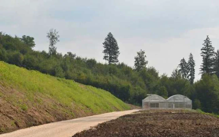 Jumătare dintre arbori provin din pepiniera Regiei Pădurilor Kronstadt. FOTOAndrei Paul