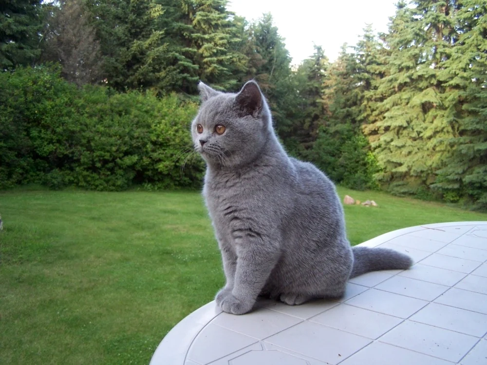 Pisica British Shorthair la patru luni FOTO magnacatta.blogspot.com