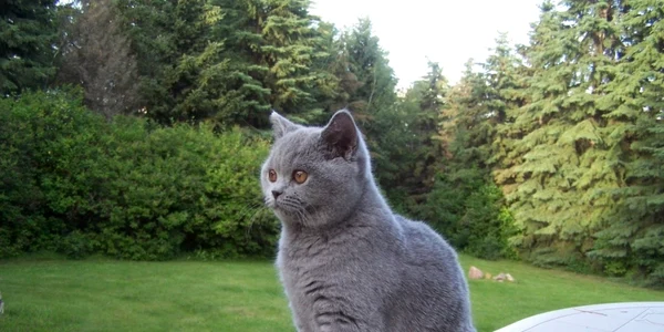 pisica british shorthair pret comportament