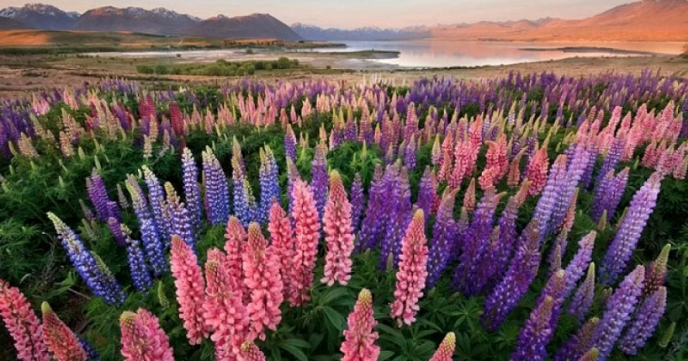 lupin