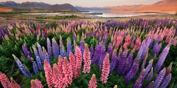 lupin