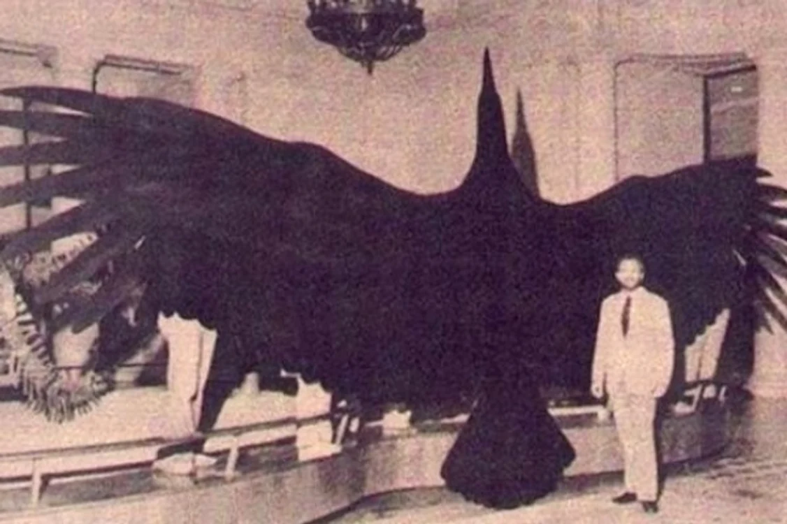 argentavis jpg jpeg
