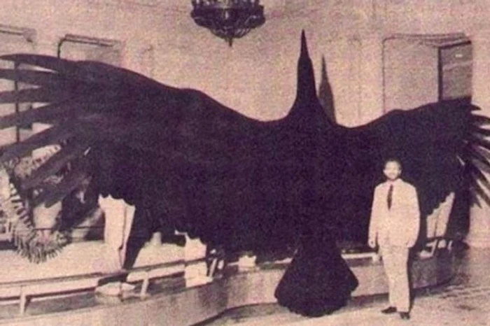 argentavis jpg jpeg