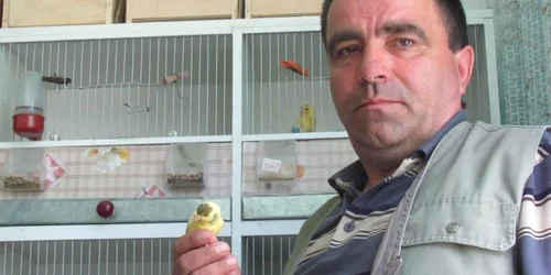 Vasile Boboc îşi va duce canarii cântători la concurs