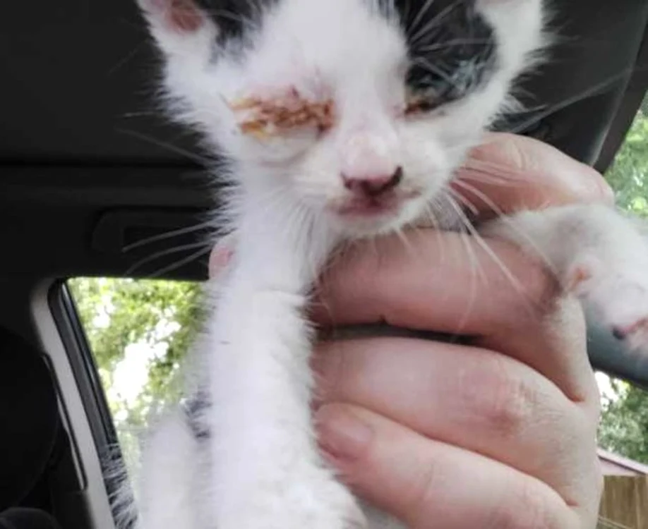 
    Mă cheamă Roman și am ajuns în Marea Britanie fără vizăFoto: Cats Protection  