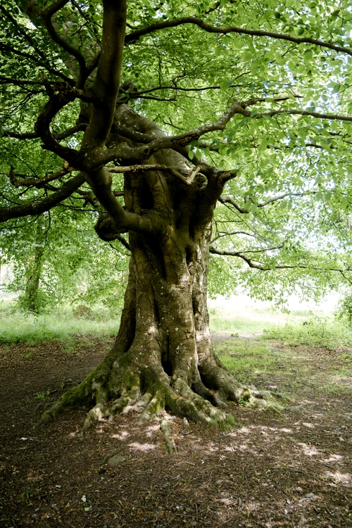 Vârsta arborilor este determinată de mai mulți factori. FOTO: pixabay
