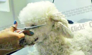 CLIIMA20120109 0167 1 jpeg