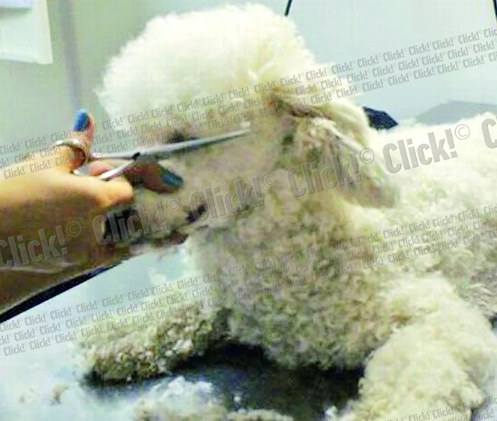 
    Kinski nici nu mişcă atunci când i se scurtează “pletele”  