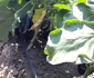 „Grădină dintre vii” din zona Drăgășani Vâlcea Foto Arhivă grădinari Vâlcea