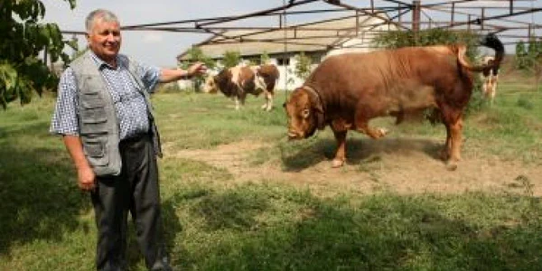 Craiova:Taurii de la Malu Mare,„tăticii“ viţeilor din 35 de judeţe din România