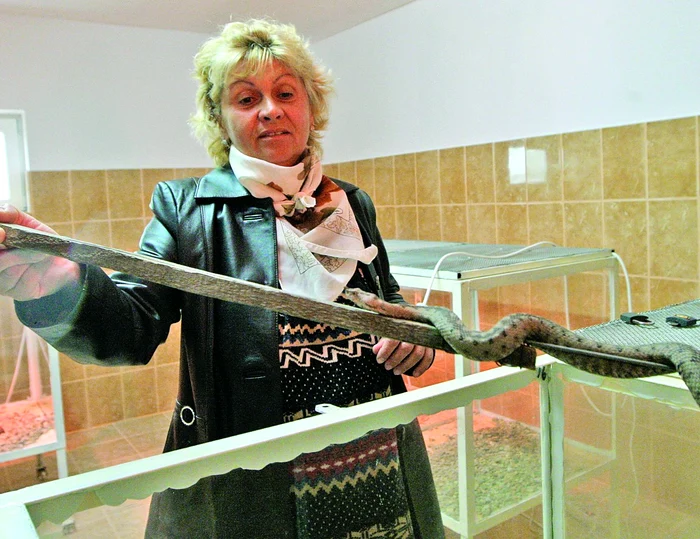 "Lucrez doar patru zile pe lună. Eu fac recoltarea veninului şi tot eu hrănesc şerpii”