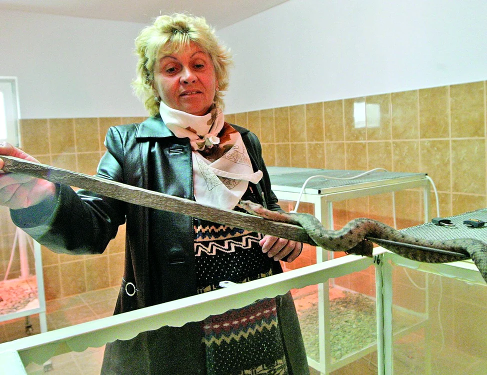 "Lucrez doar patru zile pe lună. Eu fac recoltarea veninului şi tot eu hrănesc şerpii”