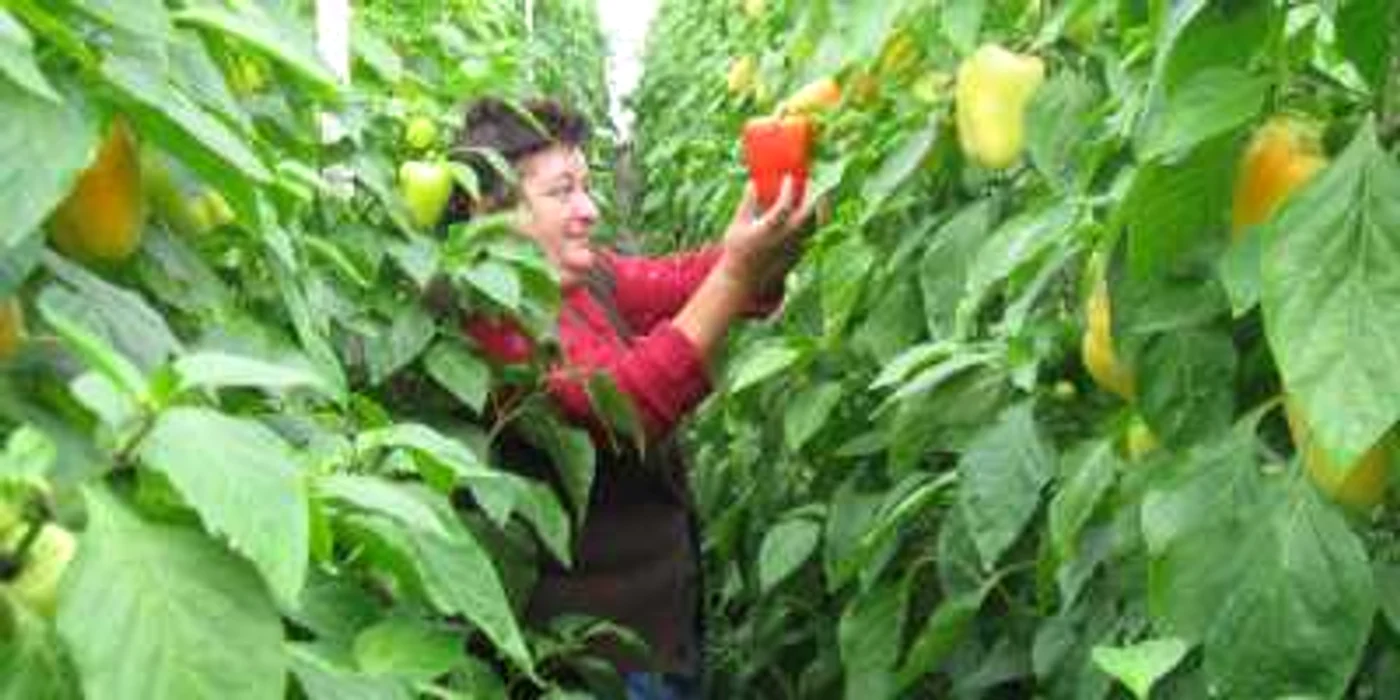 Agricultorii pot câștiga în Anglia minimum 2.91 lire sterline pe oră