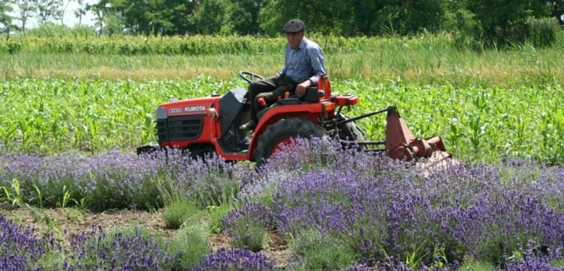 lavanda