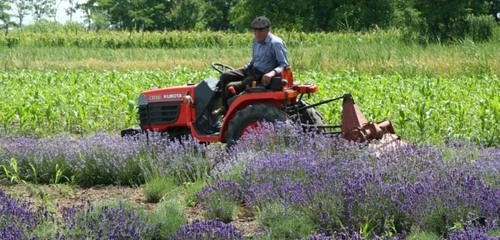 lavanda