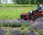 lavanda