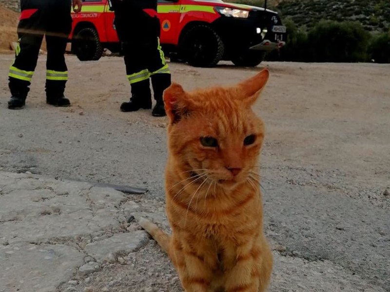„Garfield”, noul „coleg” care i-a cucerit pe pompierii români din Grecia: „S-a apropiat imediat, prietenos și curios, hotărât parcă să intre și el în dispozitiv”