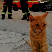 pisica garfield in grecia png