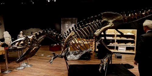 schelet dinozaur allosaurus foto AFP