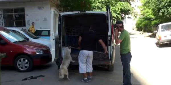 Hingheri pe teren, captura foto adevarul.ro