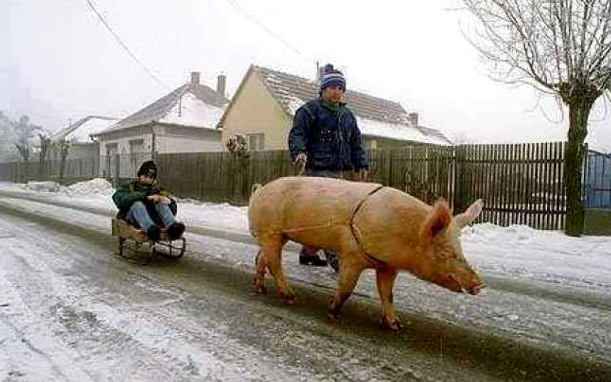 Copil plimbat cu porcul FOTO Cosmin Zamfirache