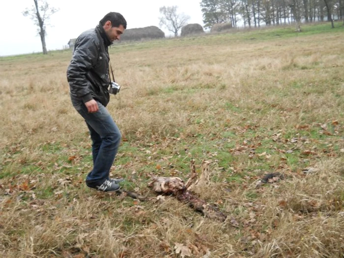 Resturile de animale erau aruncate pe câmp