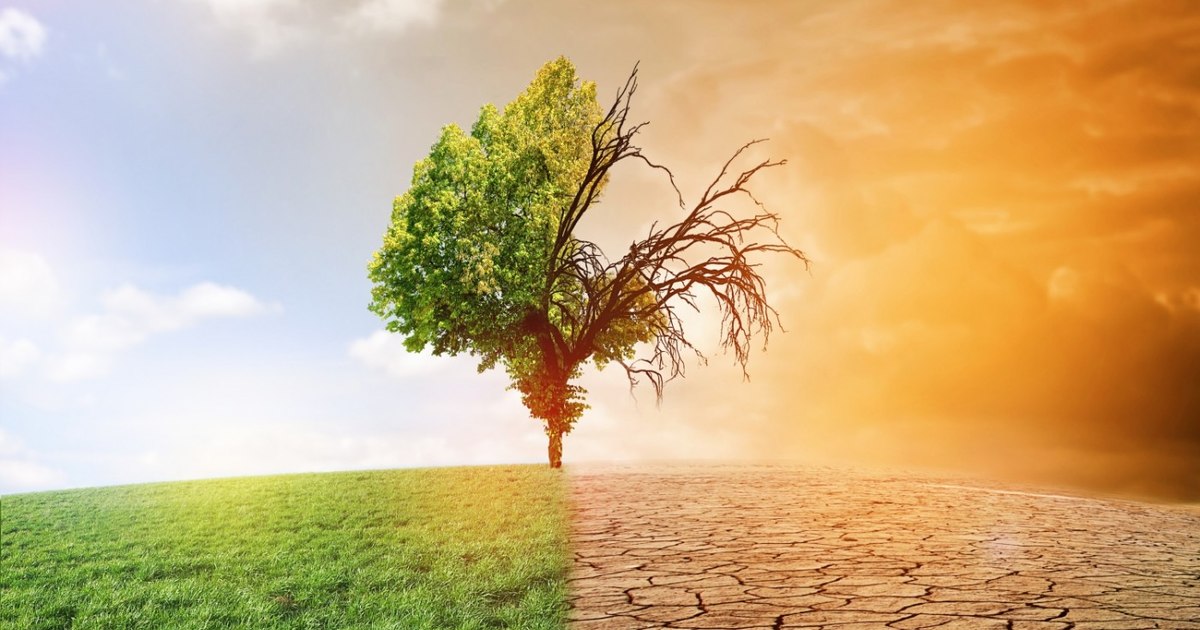 Organizația Mondială a Sănătății avertizează: malaria, febra dengue și holera, noile boli ale viitorului