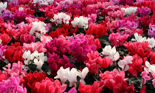 1 73770 original jpg jpeg