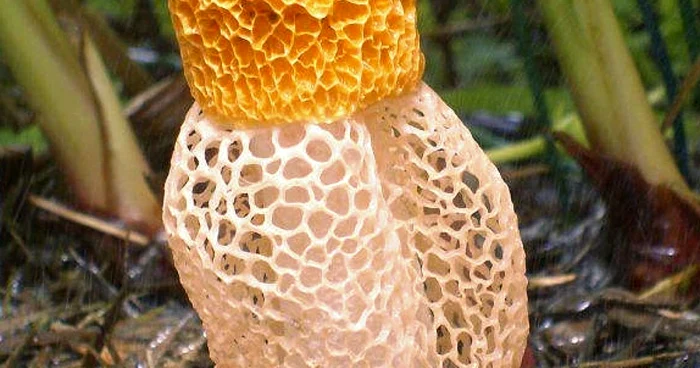 ciuperca