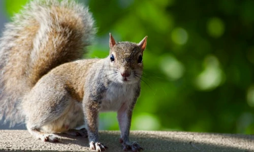 „Oamenii de ştiinţă analizează veveriţele pentru a înţelege de ce ele nu suferă pierderi ale muşchilor şi oaselor după lunga perioadă de hibernare, lucru cu care se confruntă astronauţii după vizitele scurte în spaţiu”, conform The Washington Post  j