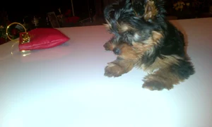 catel papi adelina pestritu jpeg