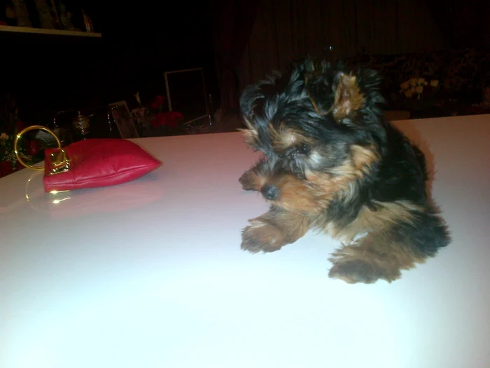 catel papi adelina pestritu