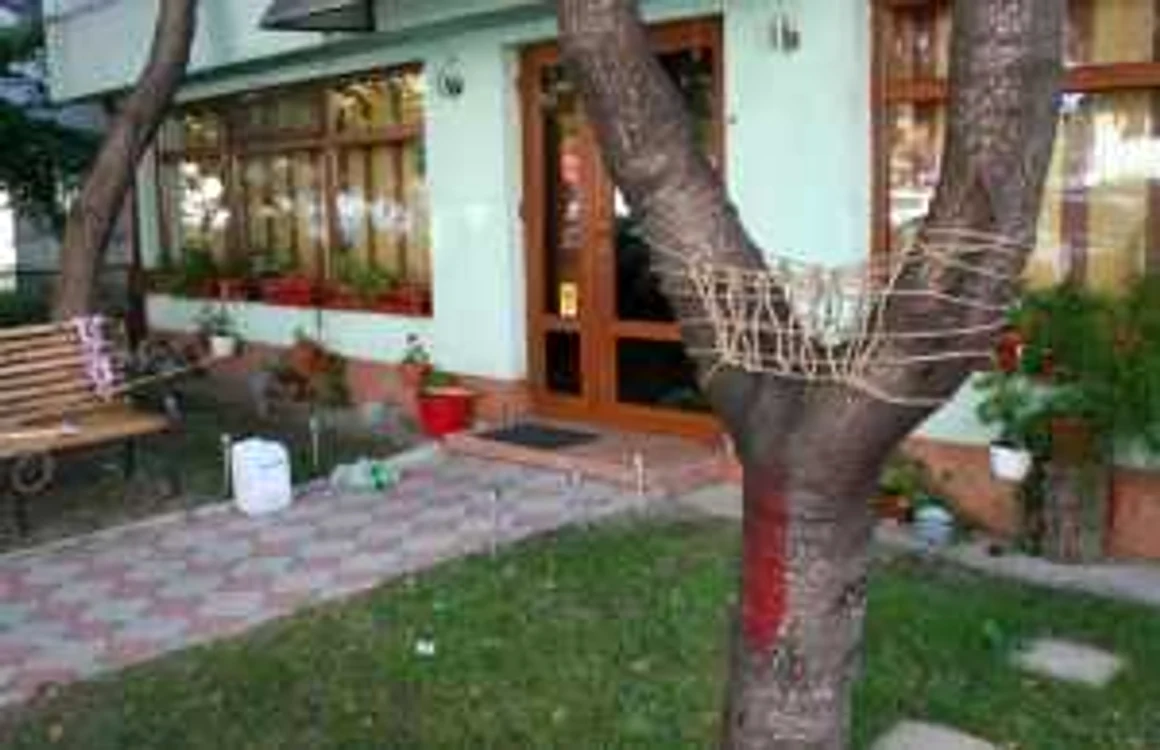 Copacii au fost marcaţi pentru tăiere