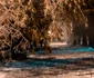 Rând pe rând, străzile au fost închise din cauza arborilor căzuţi jpeg