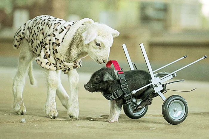 O iubeşte la nebunie pe îngrijitoarea  care l-a salvat (Fotografii: photoland/wenn)