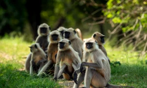 Grup de maimute din India FOTO Shutterstock 