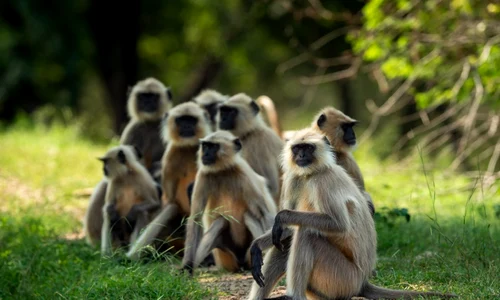 Grup de maimute din India FOTO Shutterstock 