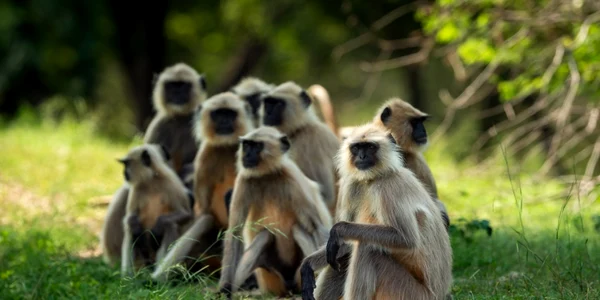 Grup de maimute din India FOTO Shutterstock 