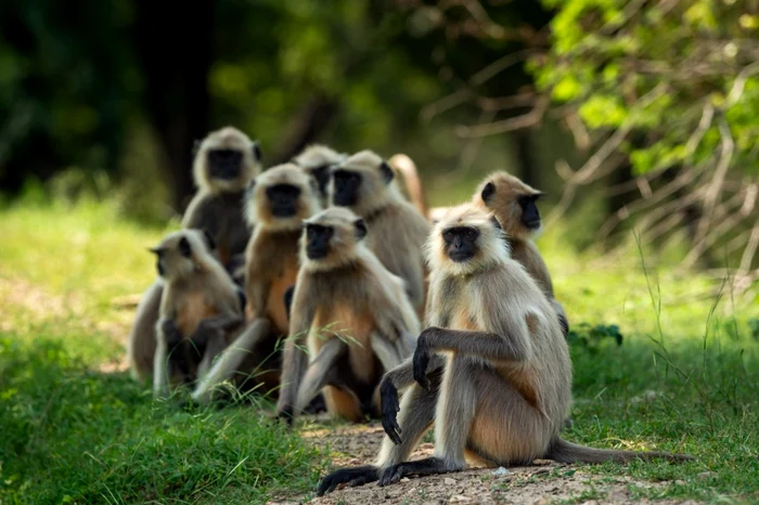 O maimuţă a ucis copilul, aruncându-l de pe acoperiş FOTO Shutterstock