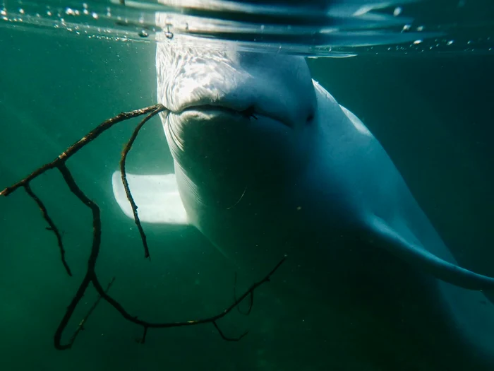 Hvaldimir. FOTO Facebook OneWhale
