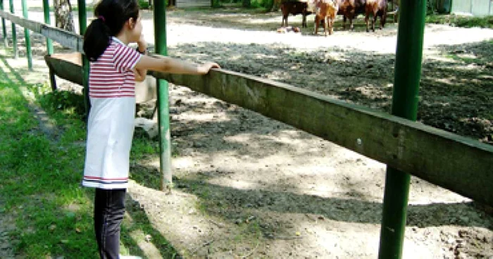 Ploieşti: Şcoală de vară la Grădina Zoologică