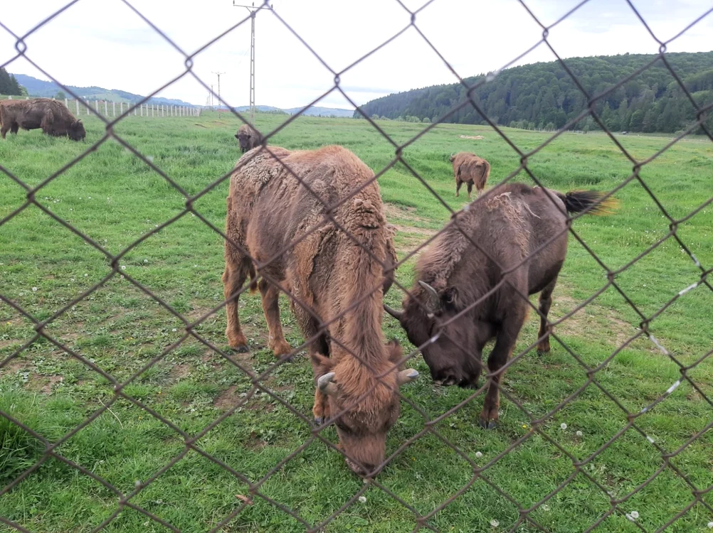 Zimbrii de la Vama Buzăului FOTO Ioan Buciumar